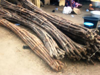 Harvested rattan for processing